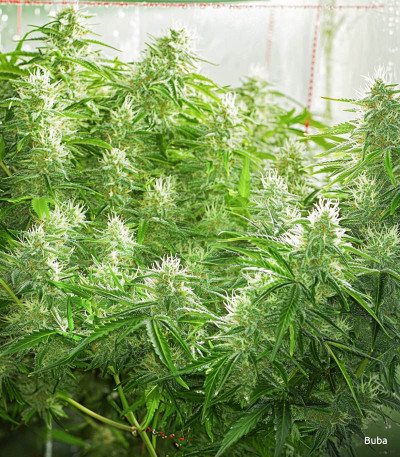 Семена сорта Zkittlez Auto fem (FastBuds)