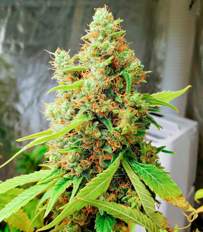 Семена сорта Gorilla Zkittlez fem (Семяныч)