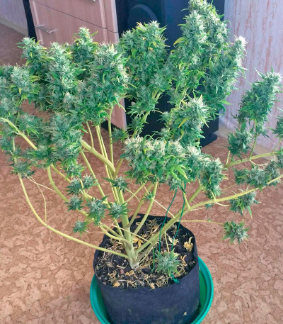 Сорт каннабиса Morning Glory