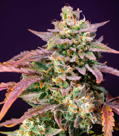 Семена сорта Purple Punch OG XL Auto fem (Sweet Seeds)