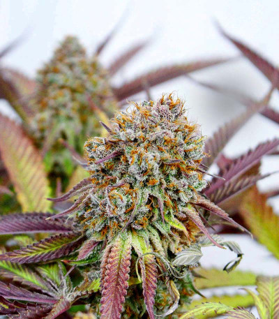 Семена сорта Shogun fem (Royal Queen Seeds)