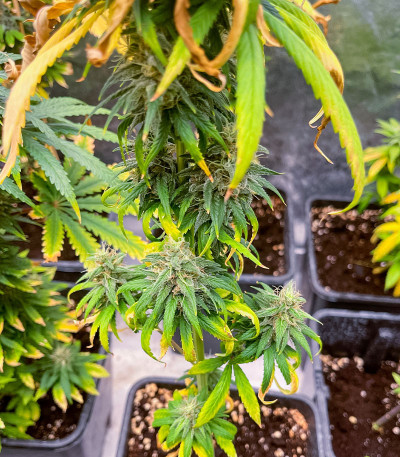 Семена сорта Lemon Drizzle fem (Barney's Farm)