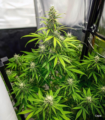 Семена сорта Big Satana Auto fem (Семяныч)