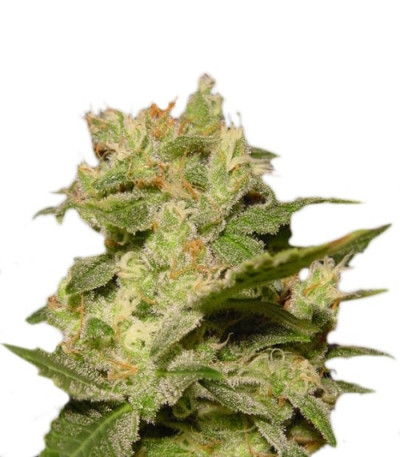 Семена сорта Auto Jack fem (Paradise Seeds)