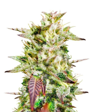 Семена Caramelo Early Version шишки