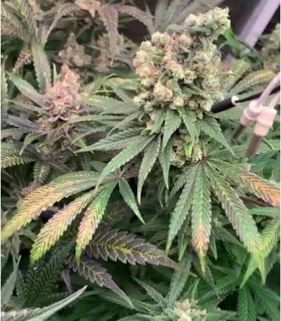 Семена сорта Gorilla Glue #4 fem (Blimburn Seeds)