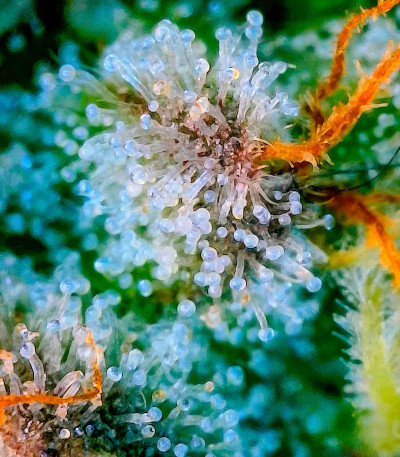 Семена сорта Candy Store RBX fem (Ethos Genetics)