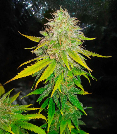 Семена сорта Gelato 2 Auto fem (Семяныч)