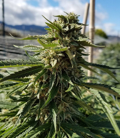 Семена сорта Sour Diesel (Sativa's Sour Diesel) reg