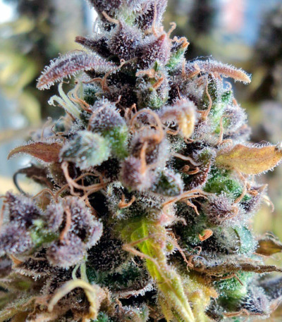 Сорт каннабиса Cream Caramel (Sweet Seeds)