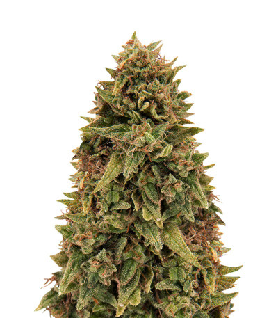 Семена сорта Blueberry OG fem (Barney's Farm)