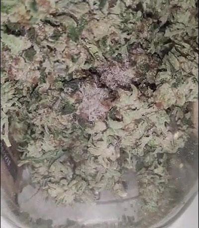 Семена сорта Lemon Tree fem (Barney's Farm)