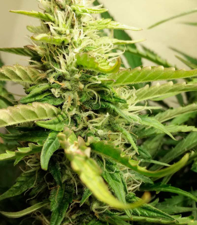 Семена сорта AK-77V fem (Victory Seeds)