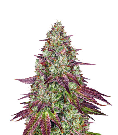 Семена сорта Mimosa Evo fem (Barneys Farm)