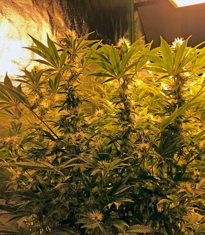 Семена сорта Big Bud (Snow White) reg (Nirvana Seeds)