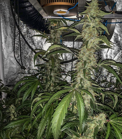 Семена сорта Sweet Valley Kush fem (Green House Seeds)