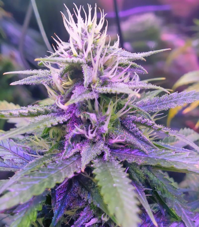 Семена марихуаны Tangerine Dream Auto