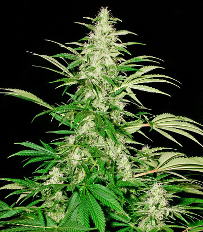 Семена сорта White Russian fem (Serious Seeds)