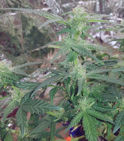 Семена сорта Monster Gelato fem (Monster Genetics)