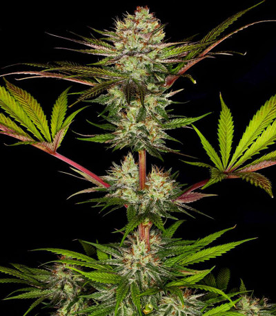 Семена сорта Chocolate Wafflez fem