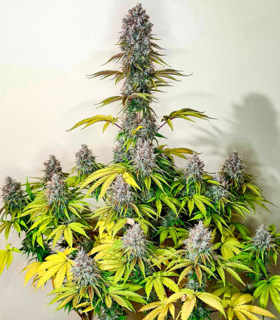 Семена сорта Pink Rozay fem (Original Sensible Seeds)