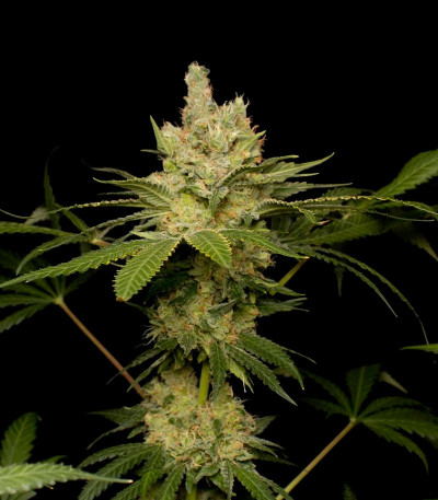 Семена сорта Sweet Black Angel fem (Samsara Seeds)