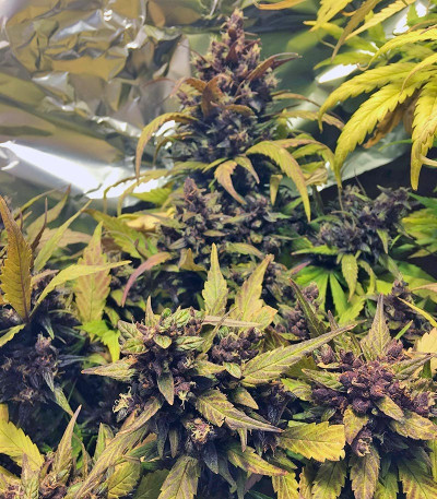 Семена сорта Red Poison Auto fem (Sweet Seeds)