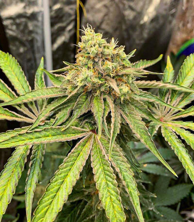 Семена сорта Watermelon Zkittlez Fast Version fem (Easy Grow Seeds)