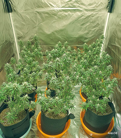 Семена сорта Big Satana Auto fem (Семяныч)