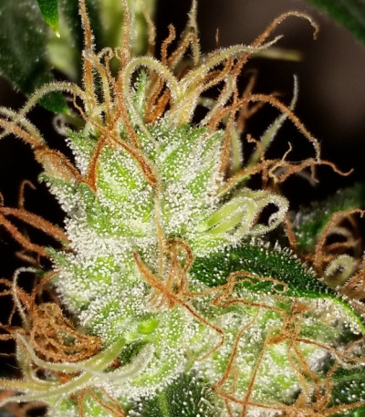 Семена сорта Blueberry Cheesecake fem (Female Seeds)