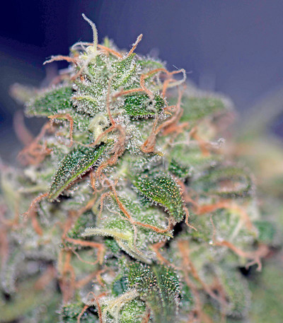 Семена сорта Critical Cheese Autoflowering fem (Dinafem Seeds)