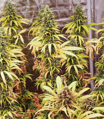 Семена сорта Shogun fem (Royal Queen Seeds)