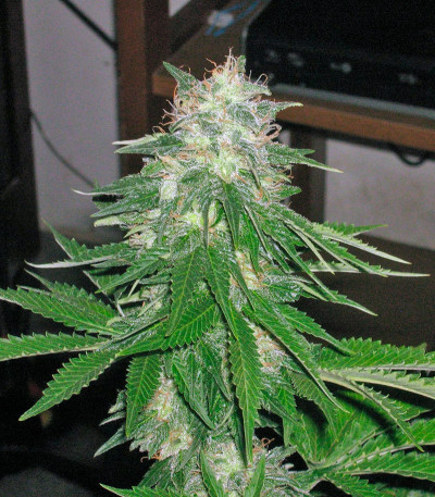 Семена сорта Super Hash fem (Pyramid Seeds)