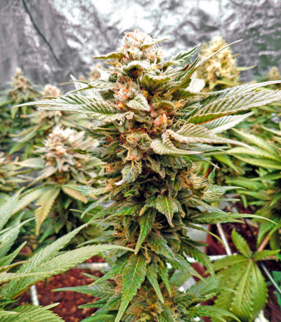 Семена сорта Bruce Banner fem (Cali Buds Seeds)