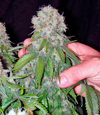 Сорт каннабиса California Hash Plant