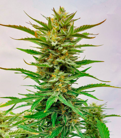 Семена сорта Frostbanger Auto F3 fem (FastBuds)