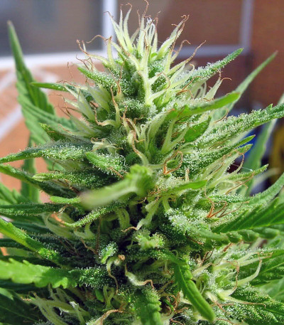 Семена сорта S.A.D. Sweet Afgani Delicious S1 fem (Sweet Seeds)