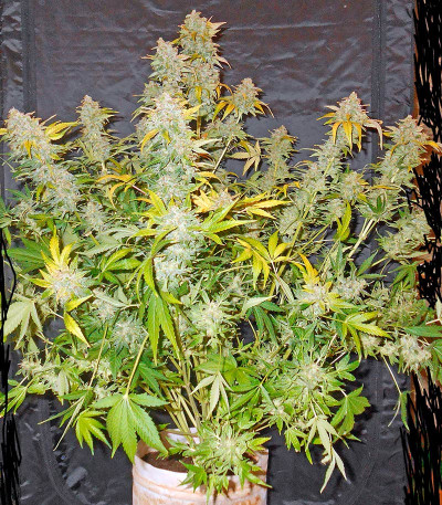 Семена сорта Haze Autoflowering fem (Dinafem Seeds)