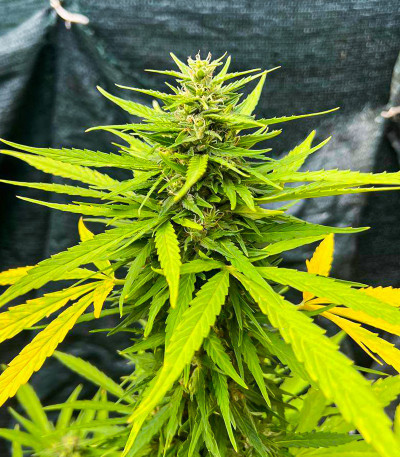 Семена сорта Original Moby Dick Auto fem (FastBuds)