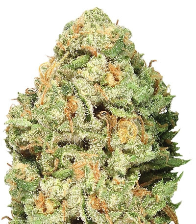 Семена сорта Fruit Punch fem (Heavyweight Seeds)