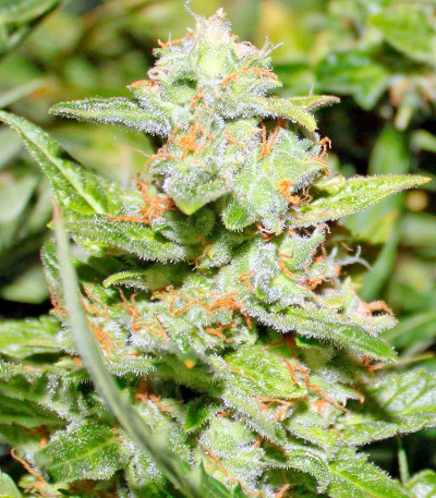 Семена сорта Gnomo Auto fem (Kannabia Seed Company)