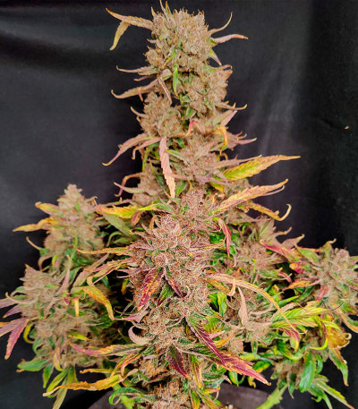 Семена сорта Gorilla Berry Auto fem