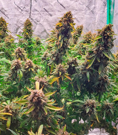 Семена сорта Grandmommy Purple Auto fem (Herbies Seeds)