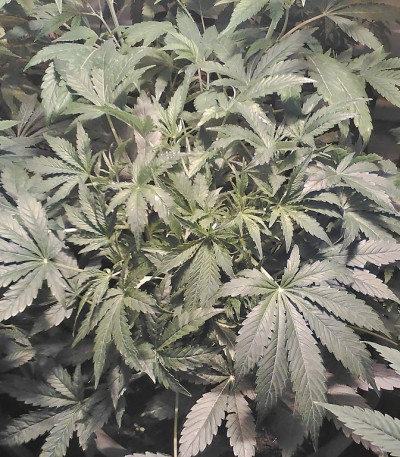 Семена сорта Krippleberry Auto fem (Dr. Krippling Seeds)