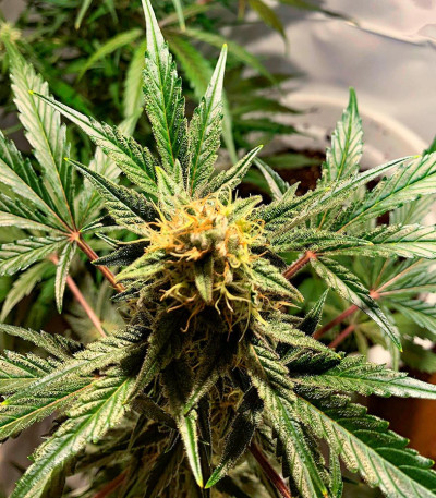 Семена сорта Super Glue #4 Auto fem (High Speed ​​Buds)