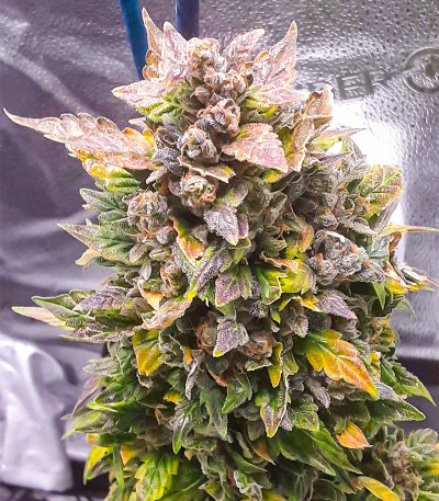 Семена сорта Grateful Dead Auto fem (High Speed ​​Buds)