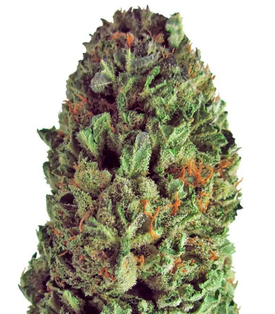 Семена сорта Budzilla fem (Heavyweight Seeds)