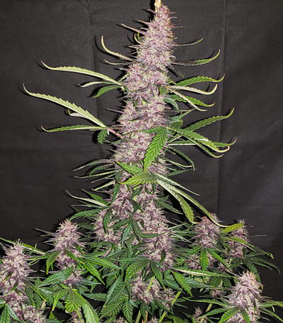 Семена сорта Auto Blackberry Kush fem (Dutch Passion)