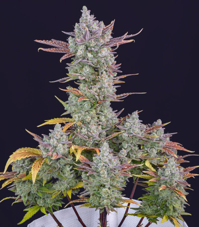 Семена сорта Gorilla Cookies Auto fem (FastBuds)