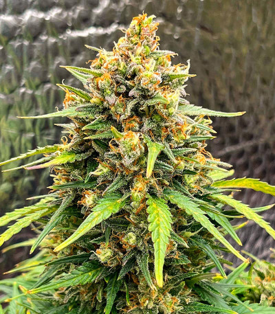 Семена сорта Strawberry Cheesecake Auto fem от Humboldt Seed Company